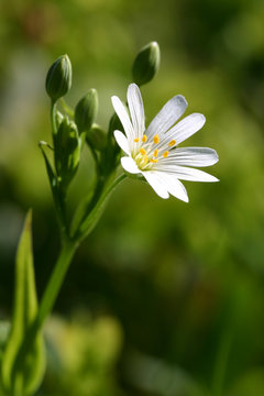 stellaria