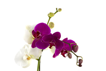 Fototapeta na wymiar orchids