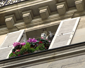 fenêtre parisienne avec fleurs et libellules