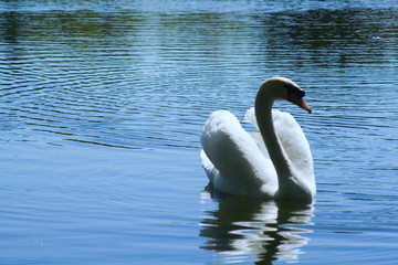 einsamer schwan