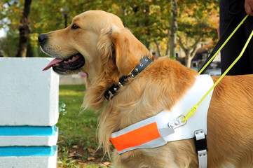 assistant dog