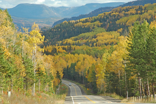 foret canadienne en automne