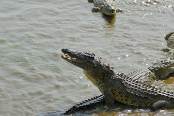 crocodiles