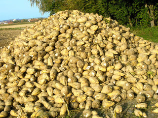 zuckerrüben