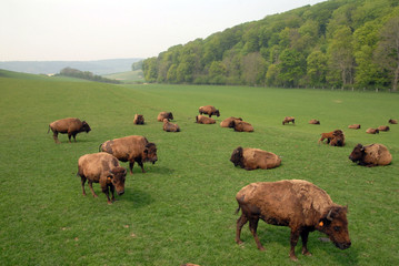 troupeau de bisons