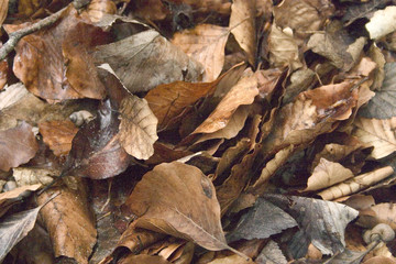 feuilles mortes