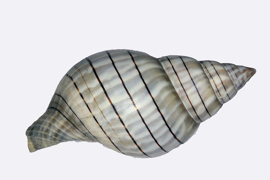 banded tulip seashell