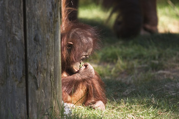 young orangutan