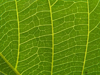 nervure d'une feuille