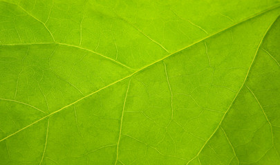 Naklejka na ściany i meble beautiful, a leaf