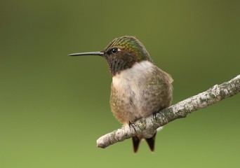 hummer
