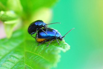 Fototapeta premium beetles