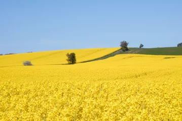 Tuinposter yellow landscape © saied shahinkiya