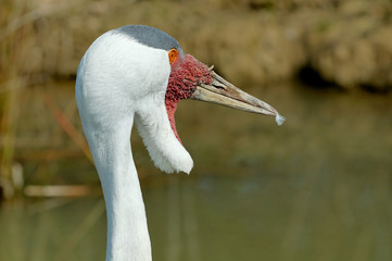 wattled crane