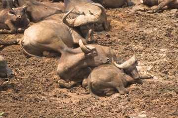 african cape buffalo in mud