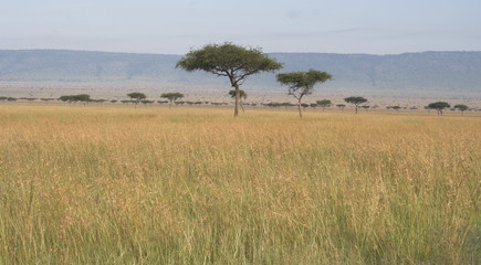 acacia trees on grassy plain