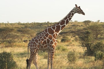 giraffe