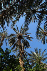 Fototapeta premium downview on the palms