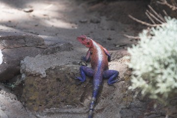 red-headed agama lizard