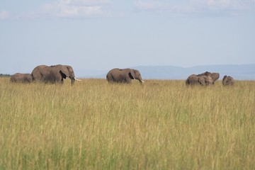 elephants in grass