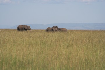 Fototapeta na wymiar elephants in grass