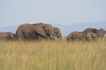 elephants in grass