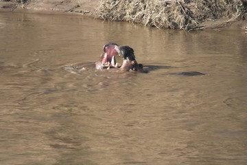 hippos in muddy river