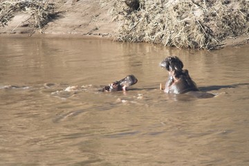 hippos in river