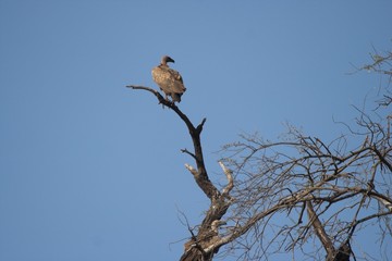 condor perched in tree