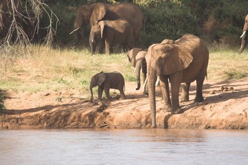 elephants at river