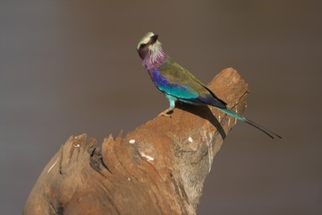 lilac-breasted roller