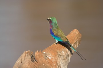lilac-breasted roller