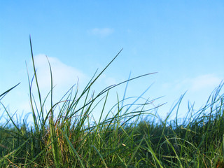 wild grass