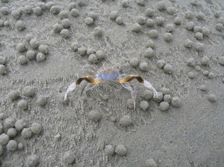 krabbe zwischen kügelchen