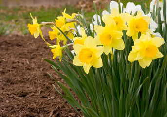 daffodils