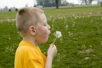 dandelion blowing in the wind