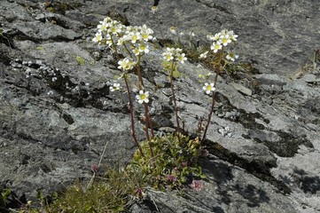 flore alpine