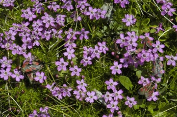 flore alpine