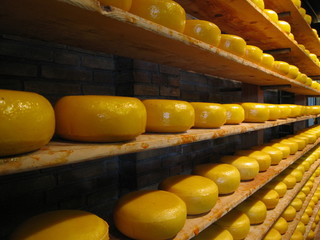 dutch cheese