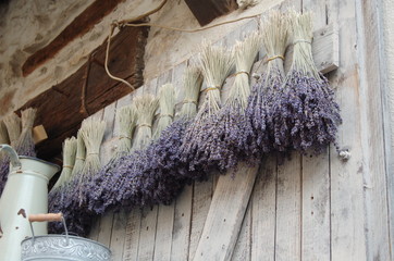 lavande  provence