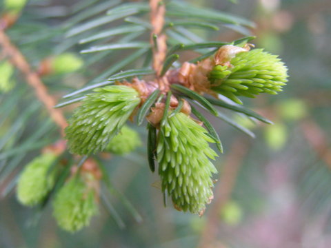 green cone