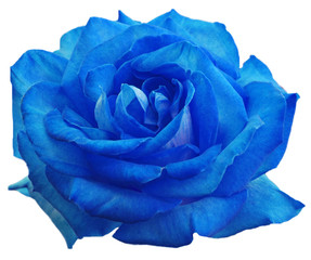 rose bleue - obrazy, fototapety, plakaty