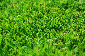 background of green grass