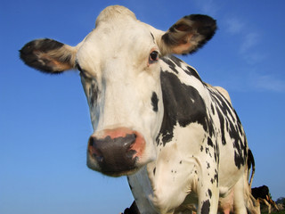 dairy cow