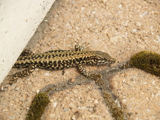 lizard
