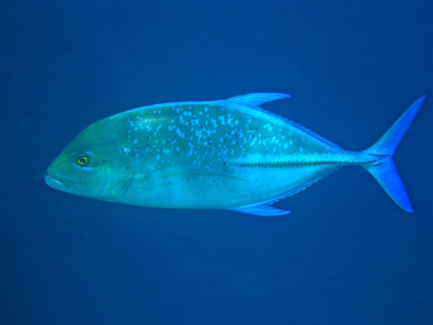 stachelmakrele