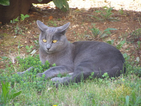 rusian blue cat