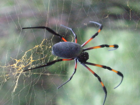 nephila inaurata
