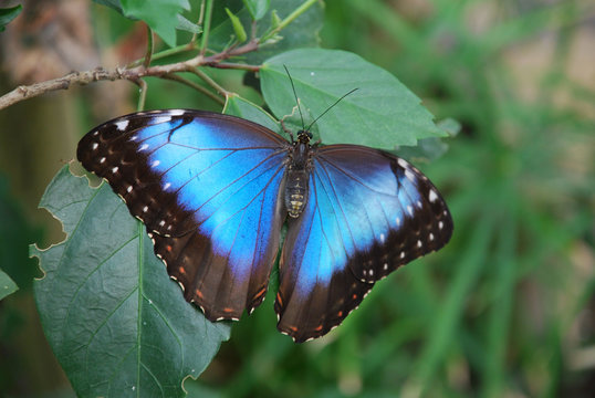 owls butterfly