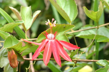 passiflore